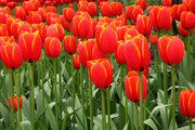Тюльпаны на День влюбленных - foto 1